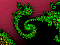 fract007.gif
